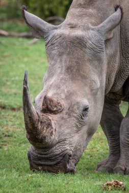 Beyaz rhino çim, yakın çekim.