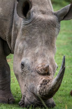 Beyaz rhino çim, yakın çekim.