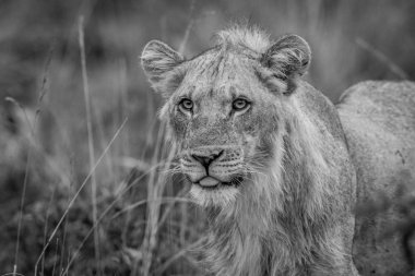 Genç erkek aslan yüksek çim yakın çekim.
