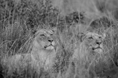 Yüksek çim döşeme ve oynadığı iki aslan.