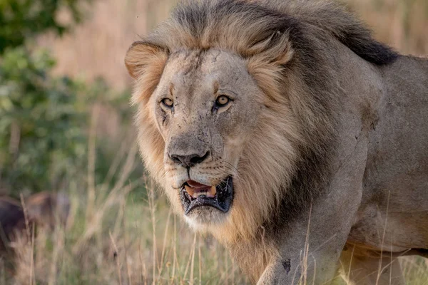 Big male Lion walking towards the camera. — Stock Photo, Image