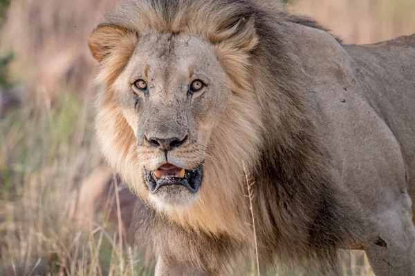 Big male Lion starring at the camera. — Stock Photo, Image