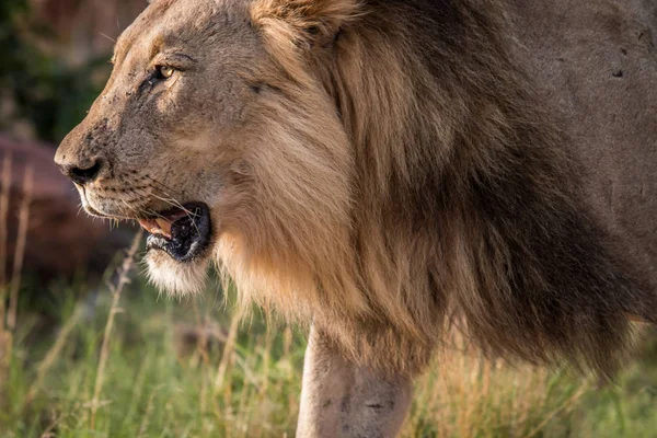 Perfil lateral de un león macho grande . — Foto de Stock