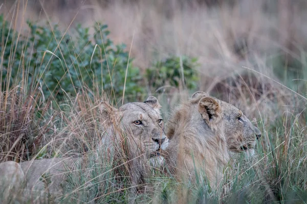 Dva lvi ve vysoké trávě a hledá. — Stock fotografie