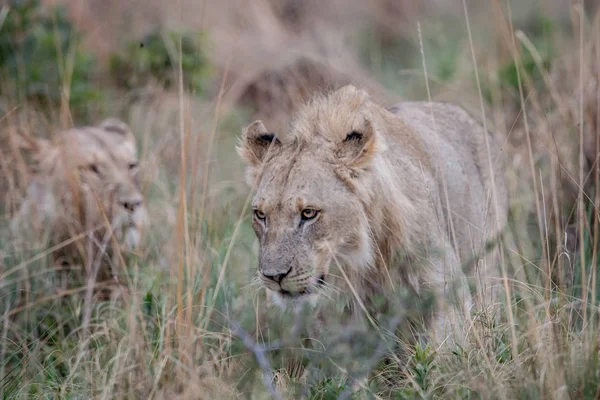 Singa jantan muda berjalan di rumput tinggi . — Stok Foto