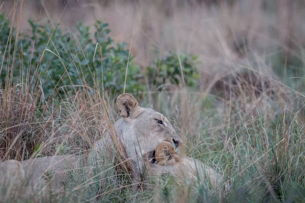 Dos Leones unidos en la hierba alta . —  Fotos de Stock