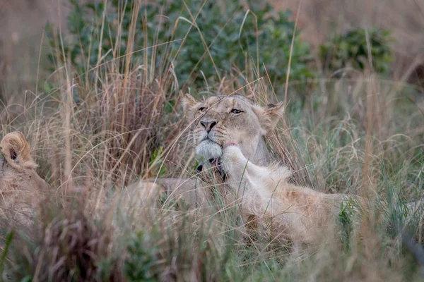 Dos Leones unidos en la hierba alta . — Foto de Stock