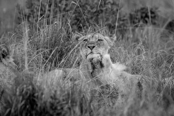 Dva lvi lepení ve vysoké trávě. — Stock fotografie