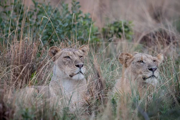 Dos Leones tendidos en la hierba alta y protagonizada por . —  Fotos de Stock