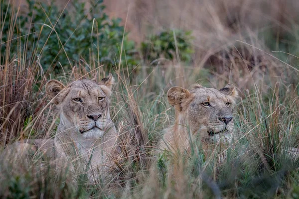 Dos Leones tendidos en la hierba alta y protagonizada por . —  Fotos de Stock