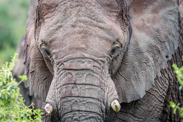 Un primer plano de una cabeza de elefante . — Foto de Stock