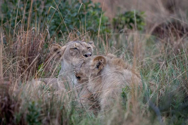 Dois Leões se unindo na grama alta . — Fotografia de Stock