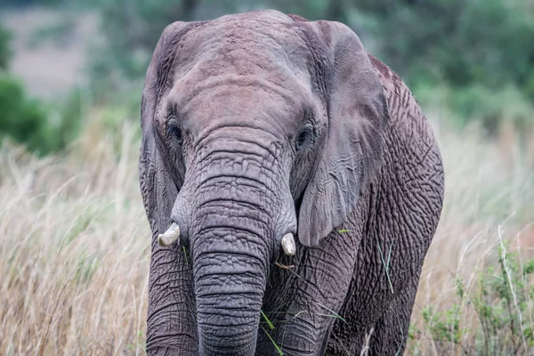 Un primer plano de un elefante en la hierba . — Foto de Stock