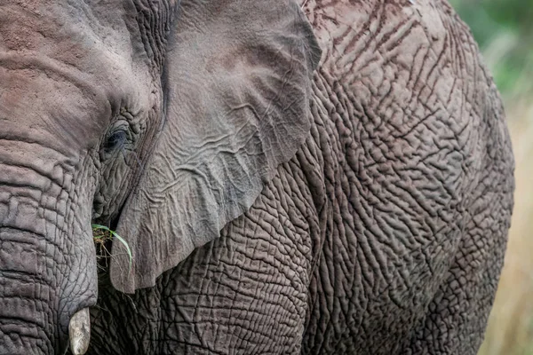 A som närbild av halva en elefant. — Stockfoto