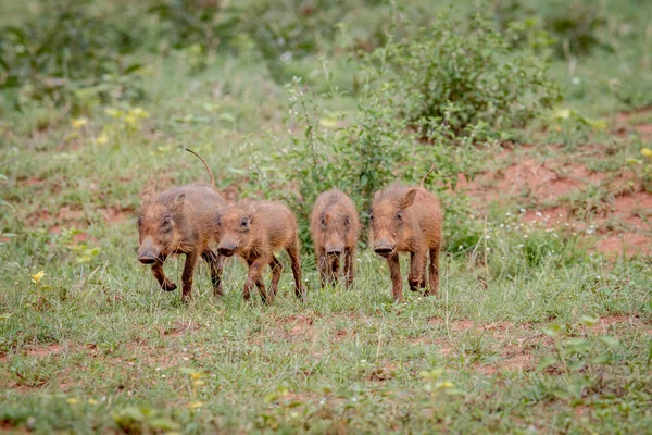 Skupina baby Warthog selat běží. — Stock fotografie