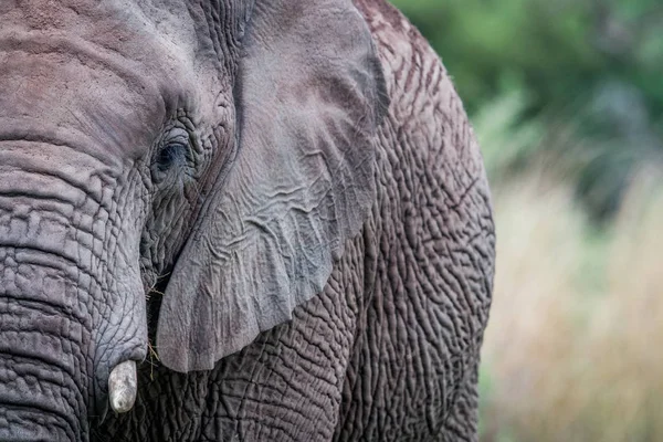 Un primer plano de medio elefante . — Foto de Stock