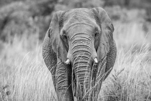 Elefante de pie en la hierba alta . — Foto de Stock