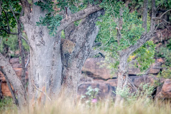 Joven leopardo parado en un árbol . — Foto de Stock