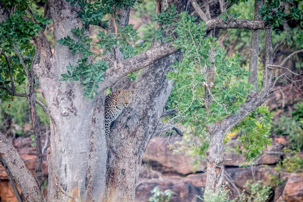 Ung Leopard stående i ett träd. — Stockfoto