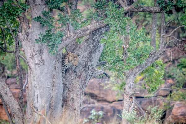 Ung Leopard stående i ett träd. — Stockfoto