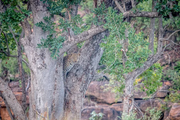 Joven leopardo parado en un árbol . — Foto de Stock