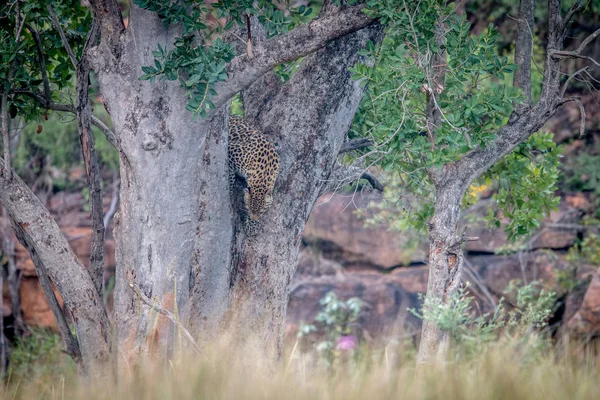 Joven Leopardo tratando de salir de un árbol . — Foto de Stock