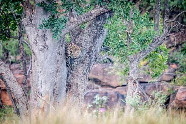 Ung Leopard stående i ett träd. — Stockfoto