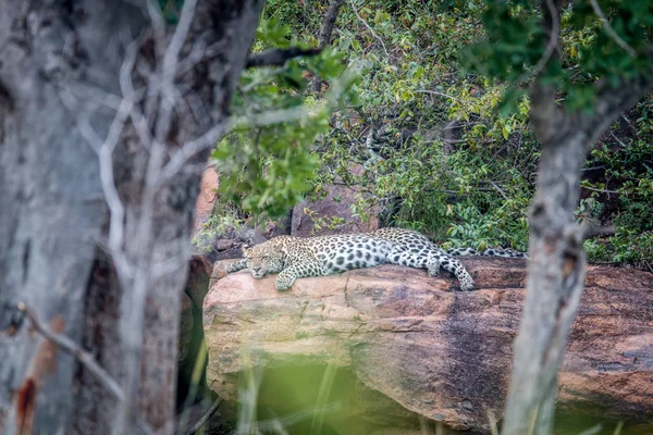 Leopardo tendido en una roca en Welgevonden . —  Fotos de Stock