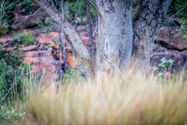 Joven leopardo parado en un árbol . — Foto de Stock