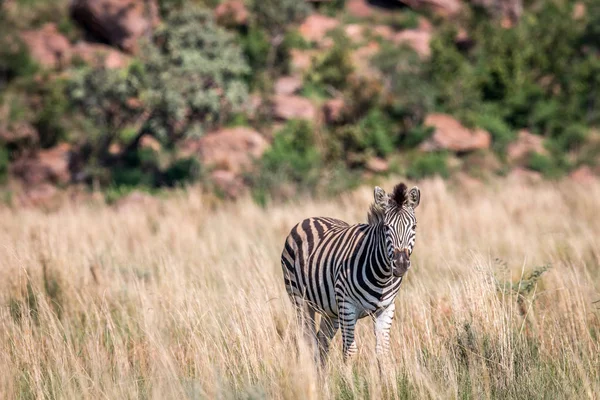 Zebra steht im hohen Gras. — Stockfoto