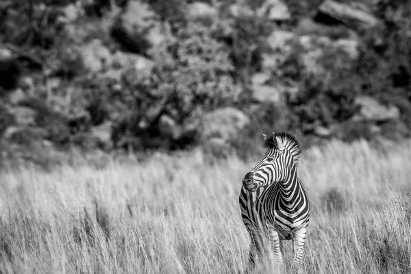 Zebra in piedi nell'erba alta . — Foto Stock