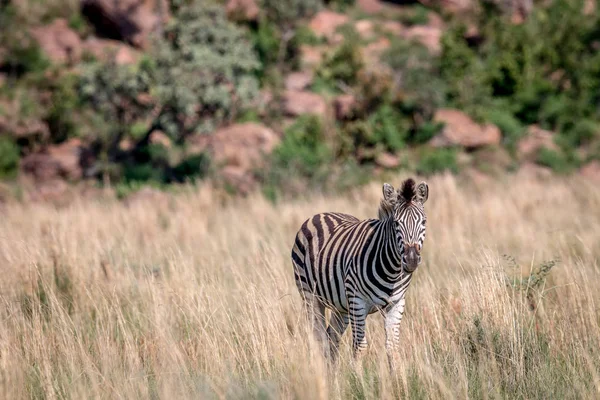 Zebra em pé na grama alta . — Fotografia de Stock