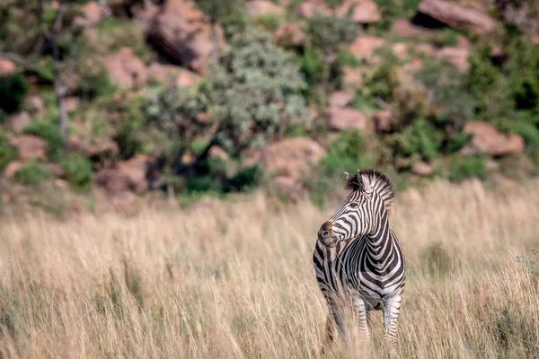 Zebra staande in het hoge gras. — Stockfoto