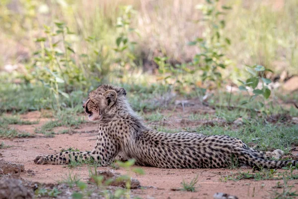 Young Cheetah cub laying in the sand. — Stock Photo, Image