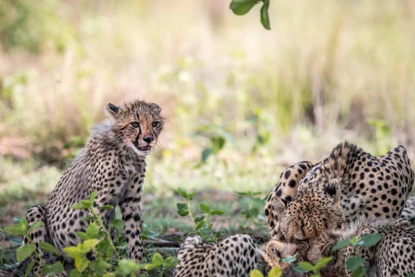 Madre ghepardo con giovani cuccioli su un Impala uccidere . — Foto Stock