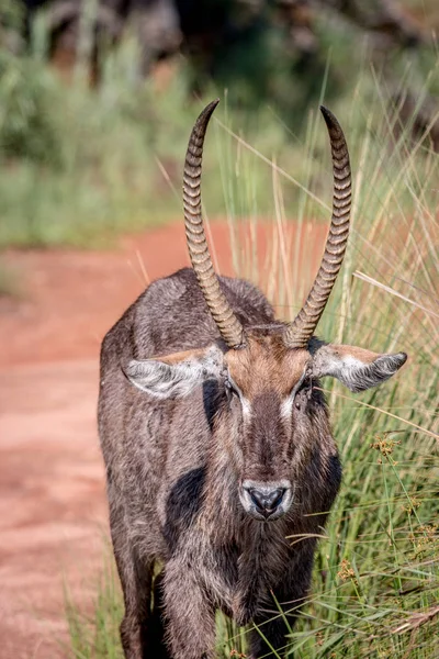 Ένα αρσενικό πρωταγωνιστή Waterbuck σε κοντινό πλάνο. — Φωτογραφία Αρχείου