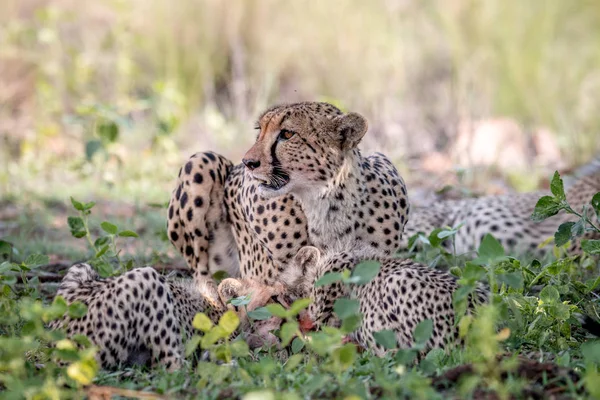 Gepardenmutter und Junge, die sich von einem Impala ernähren. — Stockfoto