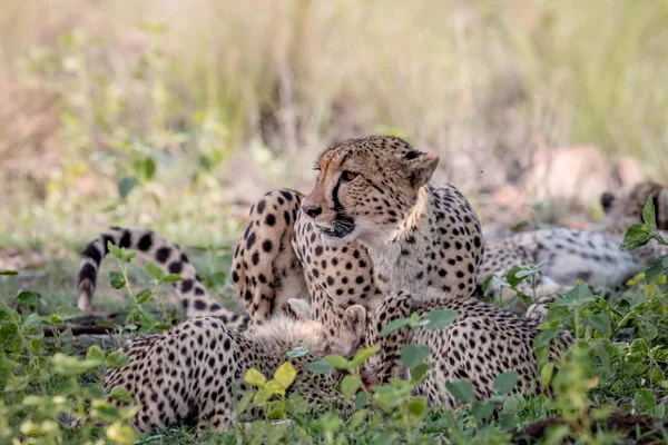 Matka gepard a mláďata krmení na Impala. — Stock fotografie