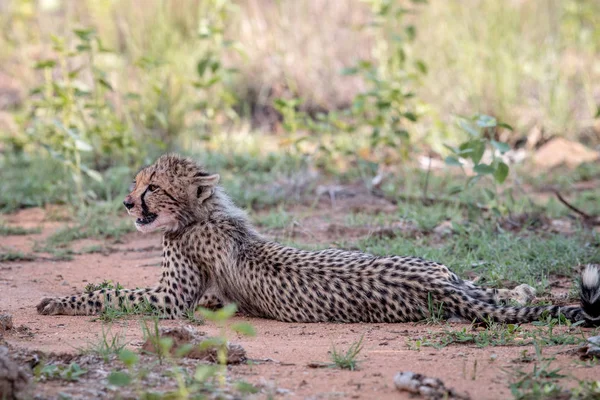 Young Cheetah cub laying in the sand. — Stock Photo, Image