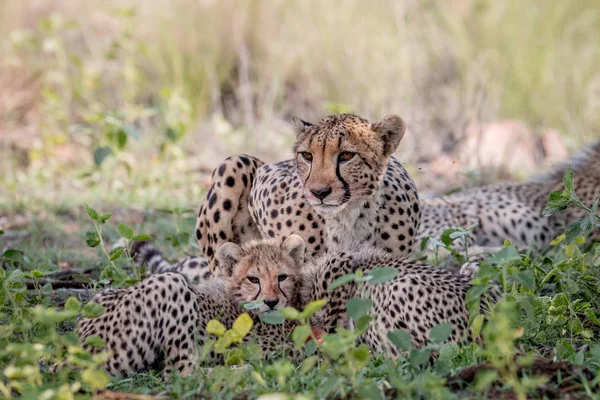Moeder Cheetah en welpen voeden met een Impala. — Stockfoto