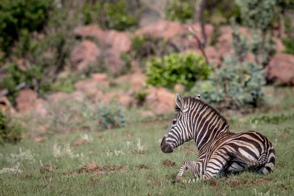 Zebra vaststelling van in het gras. — Stockfoto