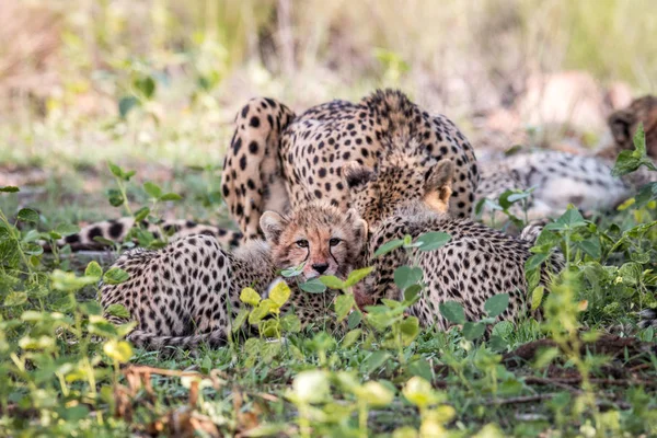 Matka gepard a mláďata krmení na Impala. — Stock fotografie