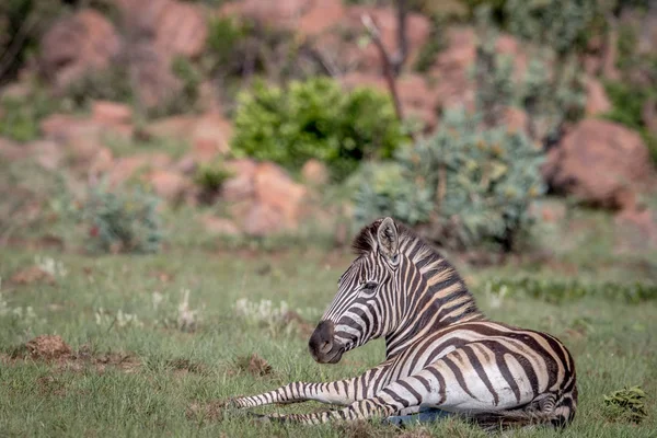 Zebra vaststelling van in het gras. — Stockfoto