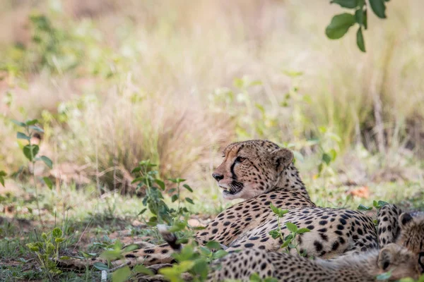 Madre Cheetah acostada en la hierba . — Foto de Stock