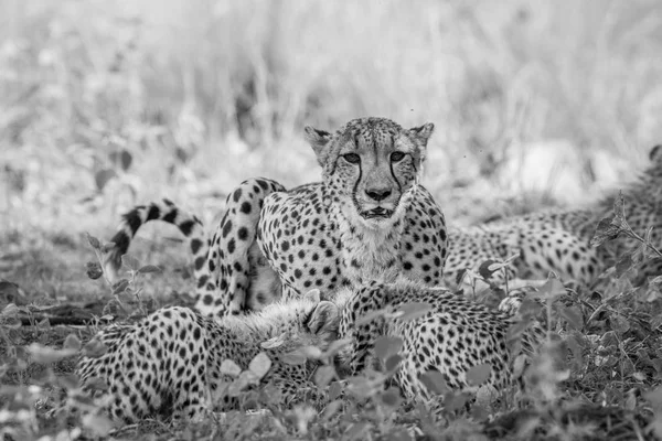 Madre Cheetah e cuccioli che si nutrono di un Impala . — Foto Stock