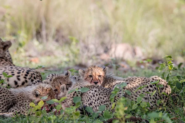 Moeder Cheetah en welpen voeden met een Impala. — Stockfoto