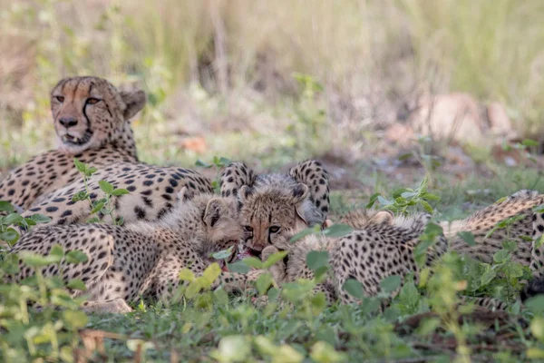 Matka gepard a mláďata krmení na Impala. — Stock fotografie