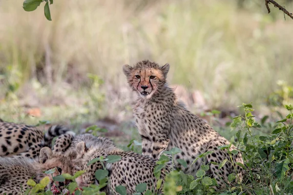 Matka gepard a mláďata krmení na Impala. — Stock fotografie