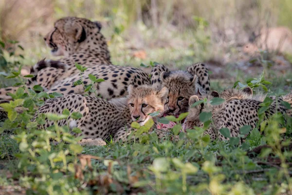 Gepárd anya és kölyke táplálkozó az Impala. — Stock Fotó