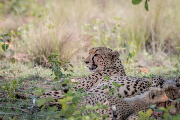 Mãe Cheetah deitado na grama . — Fotografia de Stock